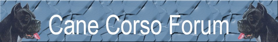 Survey Software